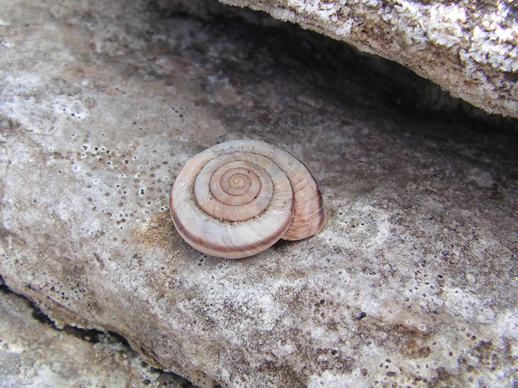 Chilostoma cingulatum frigidissimum (Paulucci, 1881)